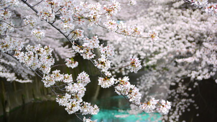 満開の桜
