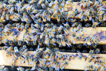 Closeup image of bee hive with honey, bees and frames