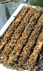 Closeup image of bee hive with honey, bees and frames