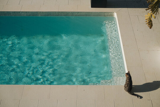 Cat sitting by a swimming pool