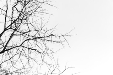 Dry tree branches on a background of grey sky.