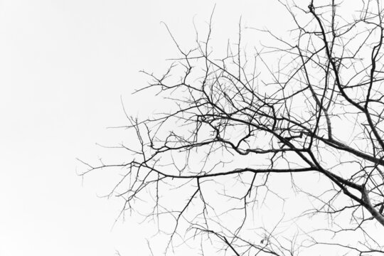 Dry tree branches on a background of grey sky.
