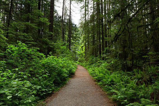 A path in the middle of a pine forest - Powered by Adobe