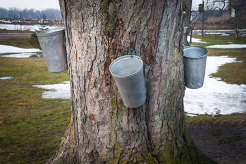Pails hang from Maple treescollecting sap to produce maple syrup.