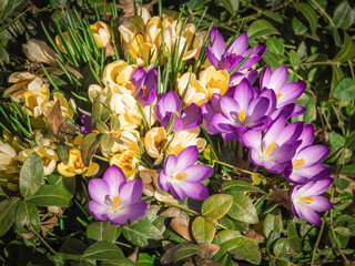 Yellow and purple crocuses in the spring garden