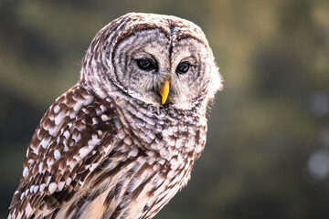 Portrait of Barred Owl