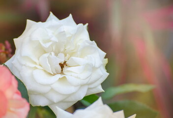 Obraz premium White rose on blurred nature background and textures.