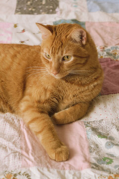 Cute orange cat in bed