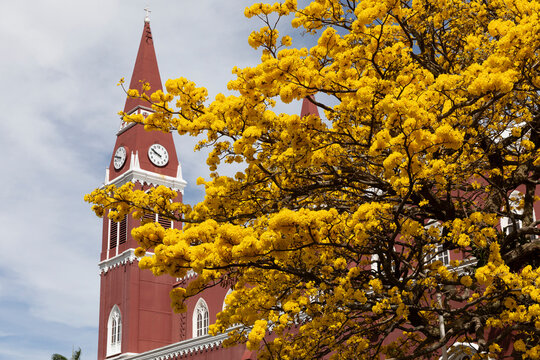 Yellow Cortez Tree at church clock tower in Costa Rica