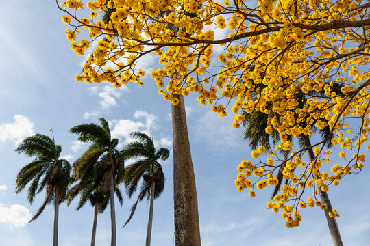 Yellow Cortez Tree with palm trees 