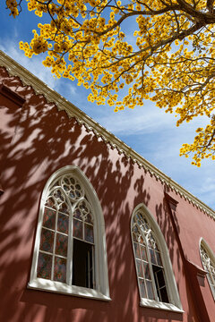 Yellow Cortez Tree near church window 