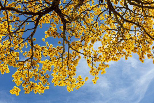 Yellow Cortez Tree Branch with  in Costa Rica