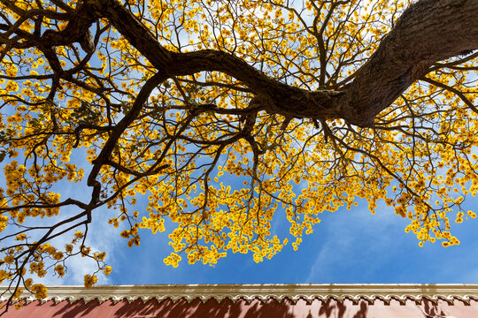 Yellow Cortez Tree trunk  with Yellow blooms 