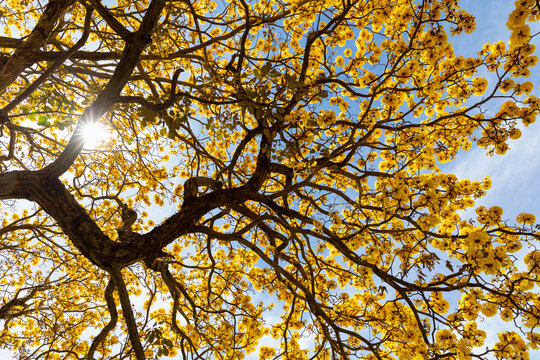 Yellow Cortez Tree with Yellow blooms in Costa Rica