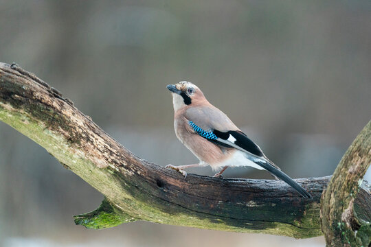 Eurasian Jay 