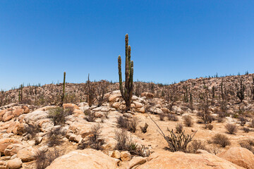 Desert with cacti and eroded rocks with a mountain