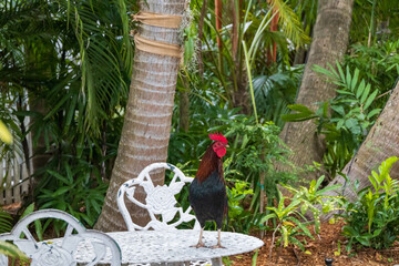 Rooster standing on a table