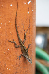 Tiny brown lizard on an orange pole