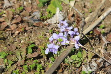 小さな花を咲かせている「スミレ」の一種