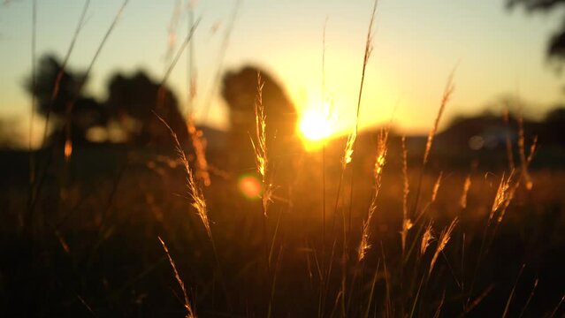 Illuminated Grass With Road Traffic During Sunset In Shallow Depth Of Field. Defocused Shot