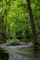 Obraz premium Summer tour