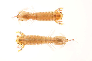 On a white background of del piero shrimp, a kind of Marine organisms, edible mantis shrimp