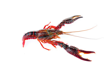 Lobster on a white background