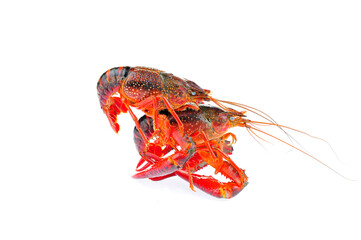 Lobster on a white background