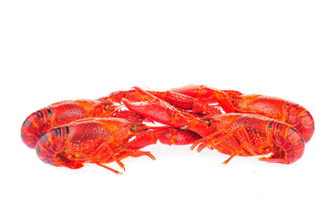 Lobster on a white background