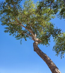 tree and sky