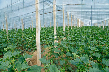 Melon grown in greenhouses