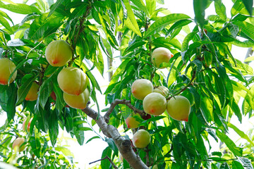 Organic peaches on tree branch