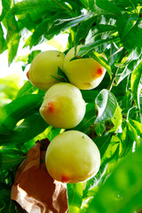 Organic peaches on tree branch