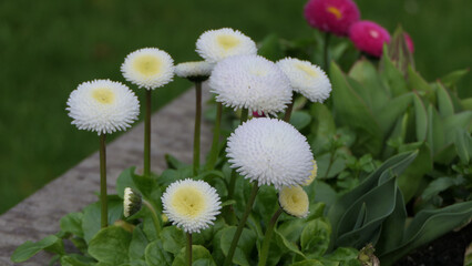 Beautiful Bellis perennis the daisy a common European species of Asteraceae family