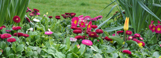 Beautiful Bellis perennis the daisy a common European species of Asteraceae family