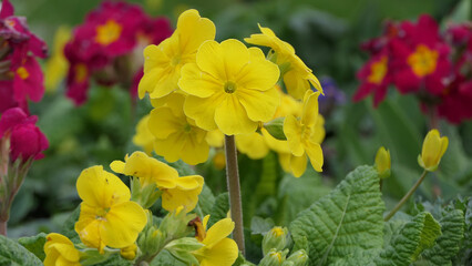 Beautiful mix of colourful Primroses in flowerbed in spring