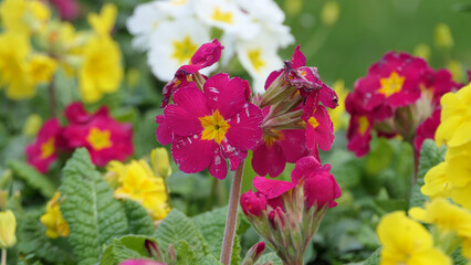 Beautiful mix of colourful Primroses in flowerbed in spring