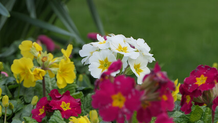 Beautiful mix of colourful Primroses in flowerbed in spring