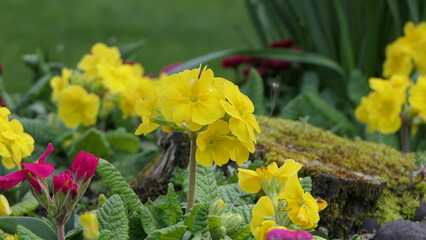 Beautiful mix of colourful Primroses in flowerbed in spring