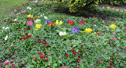 Beautiful mix of colourful Primroses in flowerbed in spring