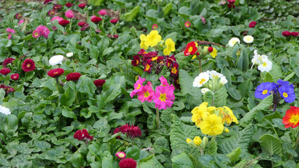 Beautiful mix of colourful Primroses in flowerbed in spring