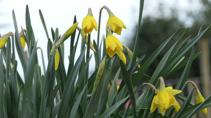Lovely Bunch of Beautiful Yellow Daffodils growing in garden