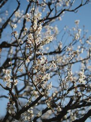 白い梅の花