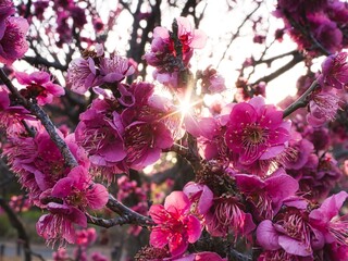 ピンク色の梅の花々