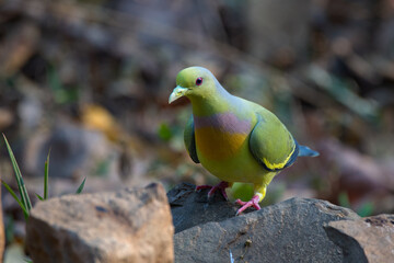Orange-breasted Green Pigeon stood on a rock and looked for food.