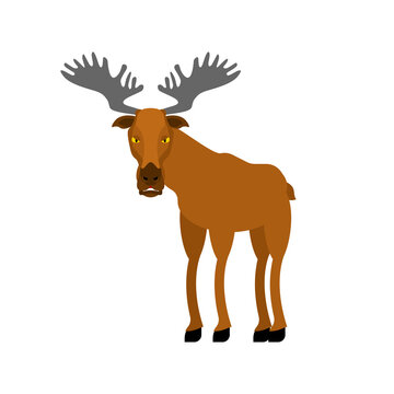 Elk cartoon isolated. Wild forest animal. Deer Vector illustration.