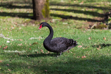 Black swan on green grass