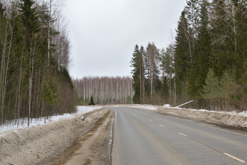 Obraz premium Asphalt road in the forest goes into the distance around the bend, winter time, early spring, thaw. Dirty roadside from reagents.