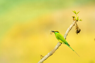 Green Bee-eater