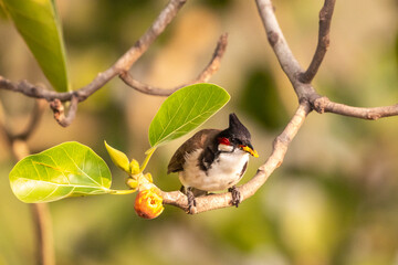 Red Whiskered Bulbul eating fruit